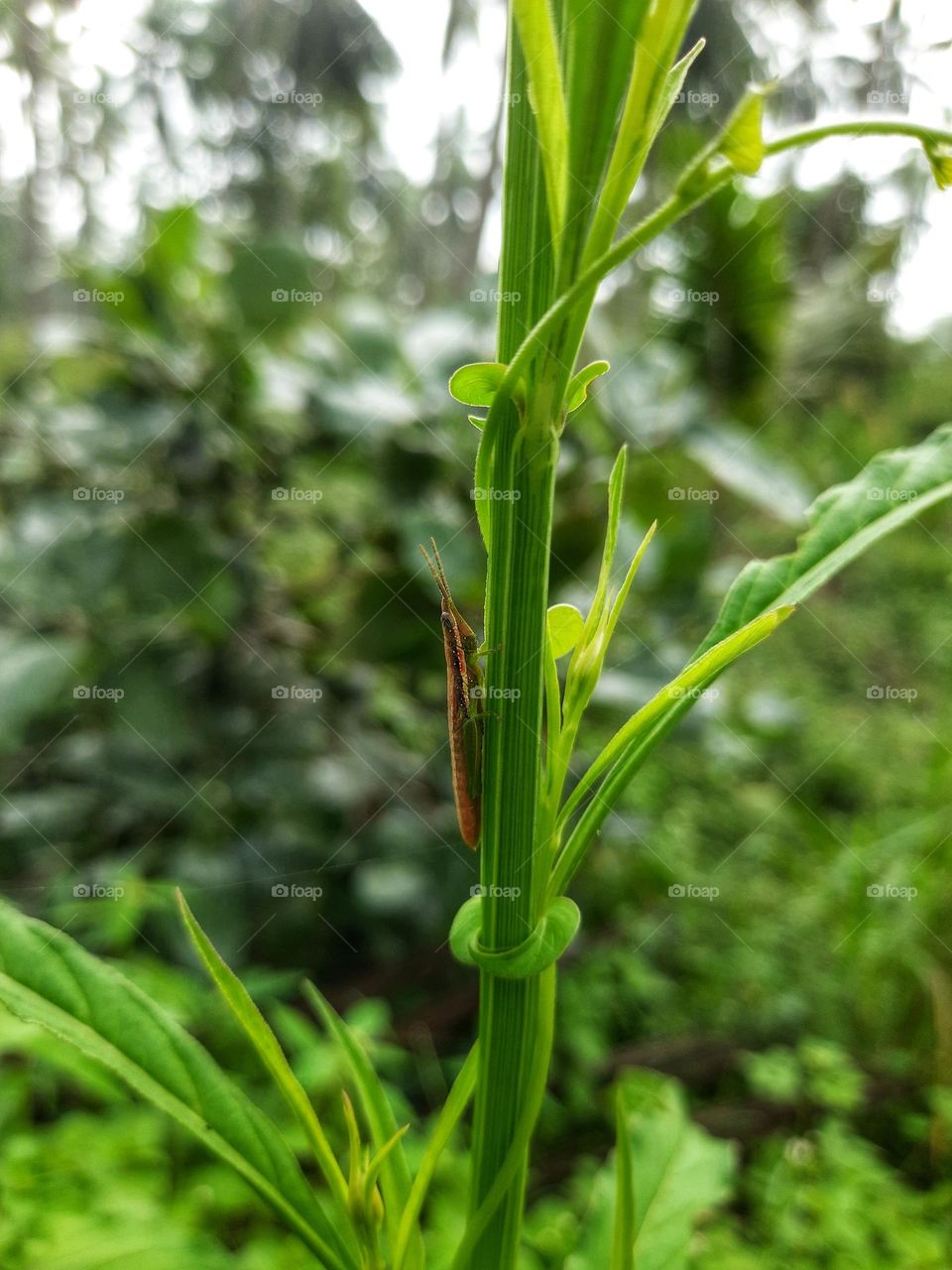A small grasshopper on a plant stem.