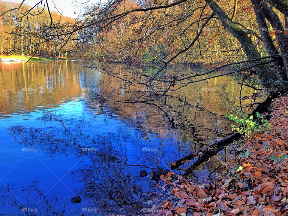 arnhem tree forest lake by vienesse