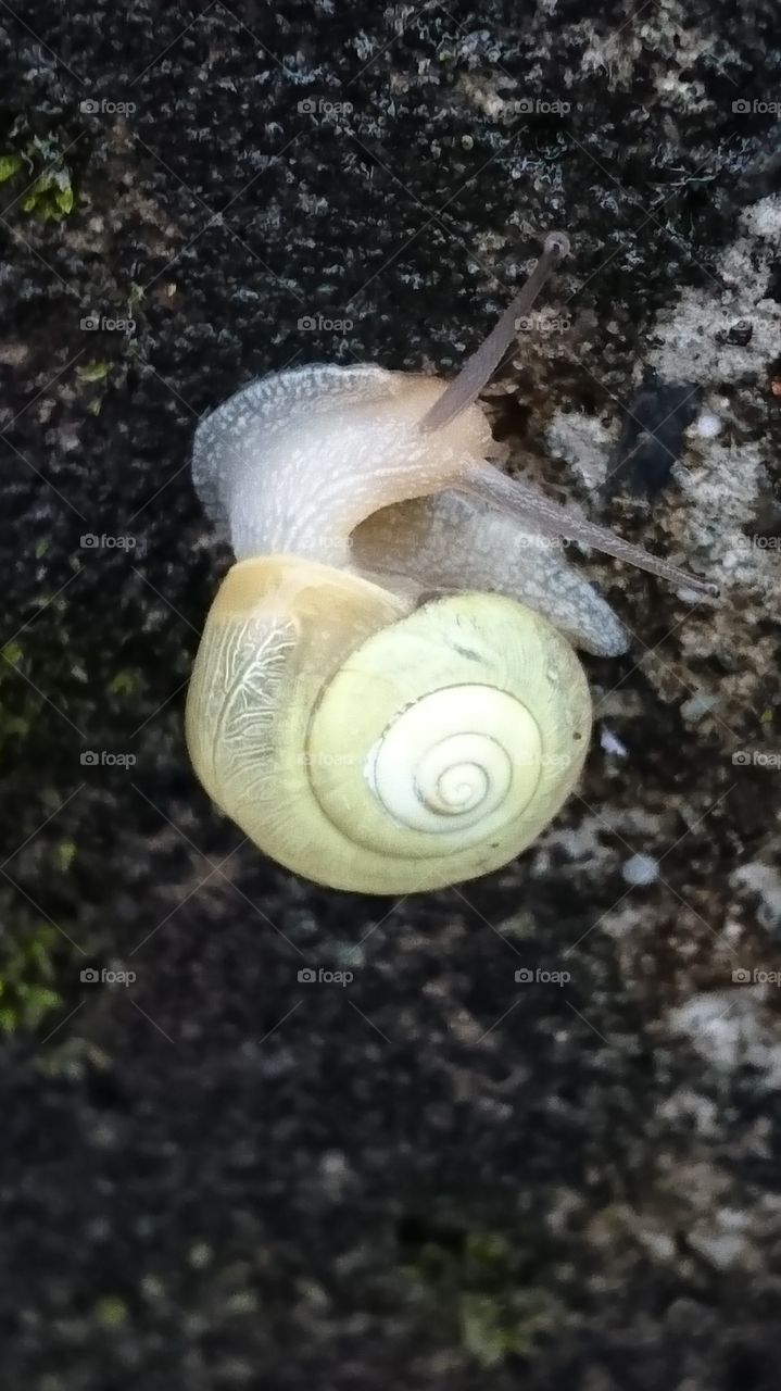 snail