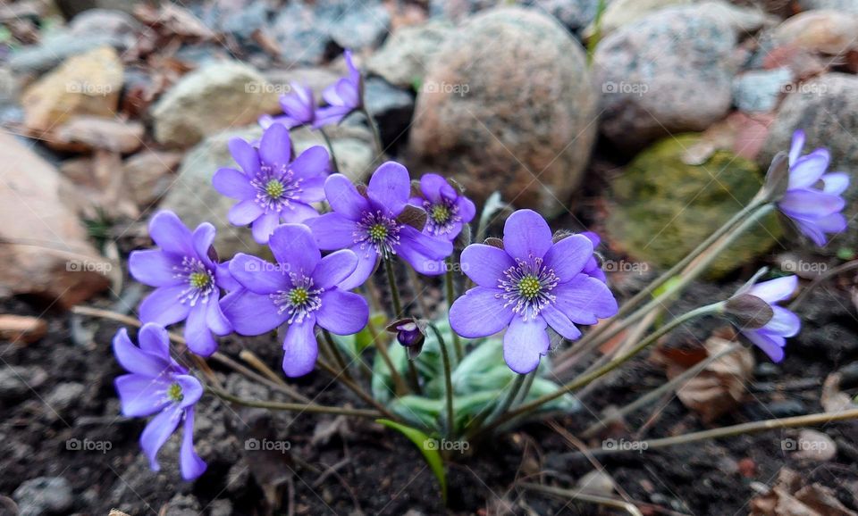 Natural Vibe💜 Flowers 💜