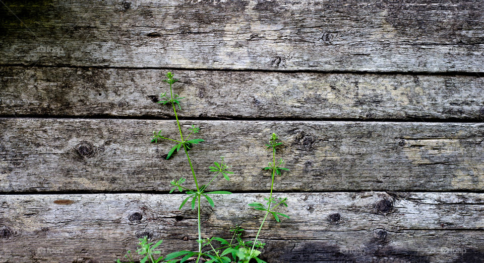 Old wooden background with grass