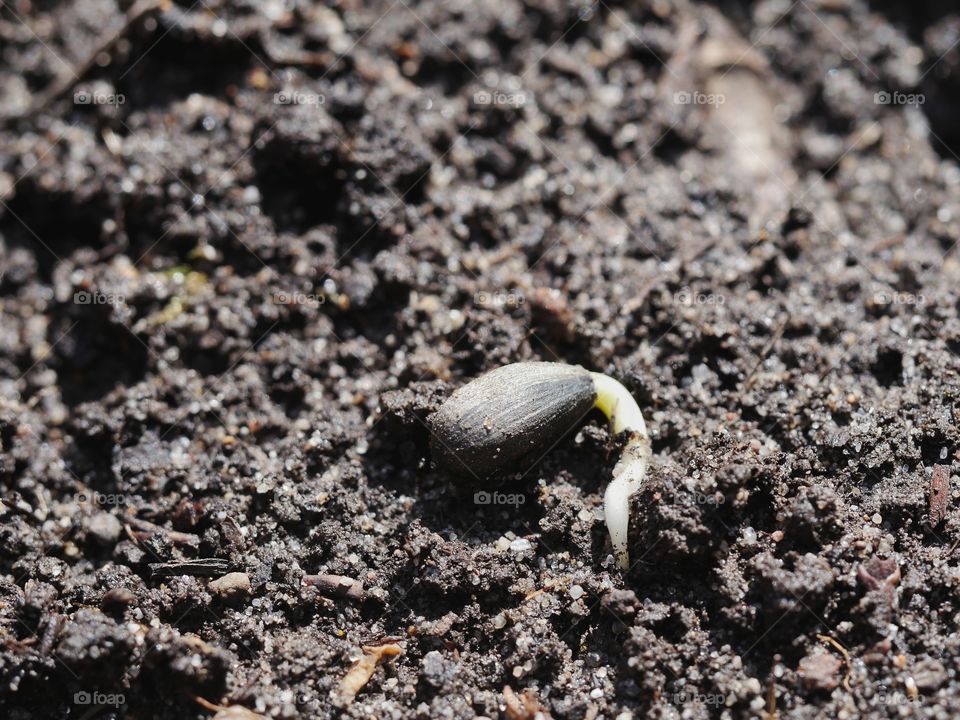 Sprouting sunflower seed