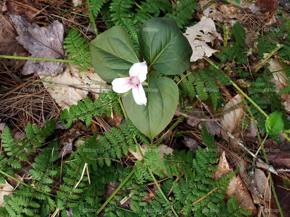 Trillium