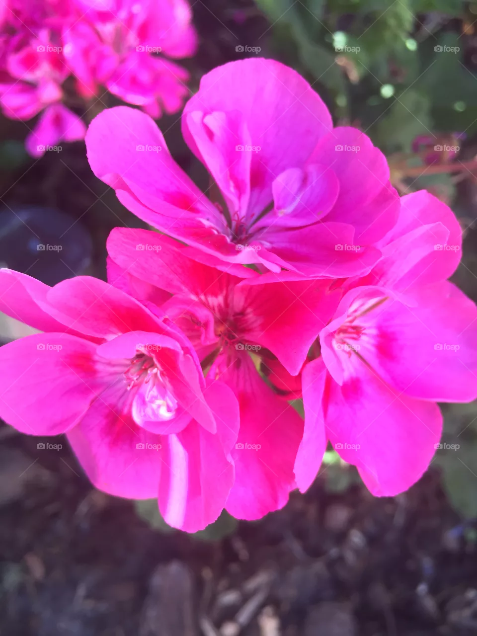 Blume