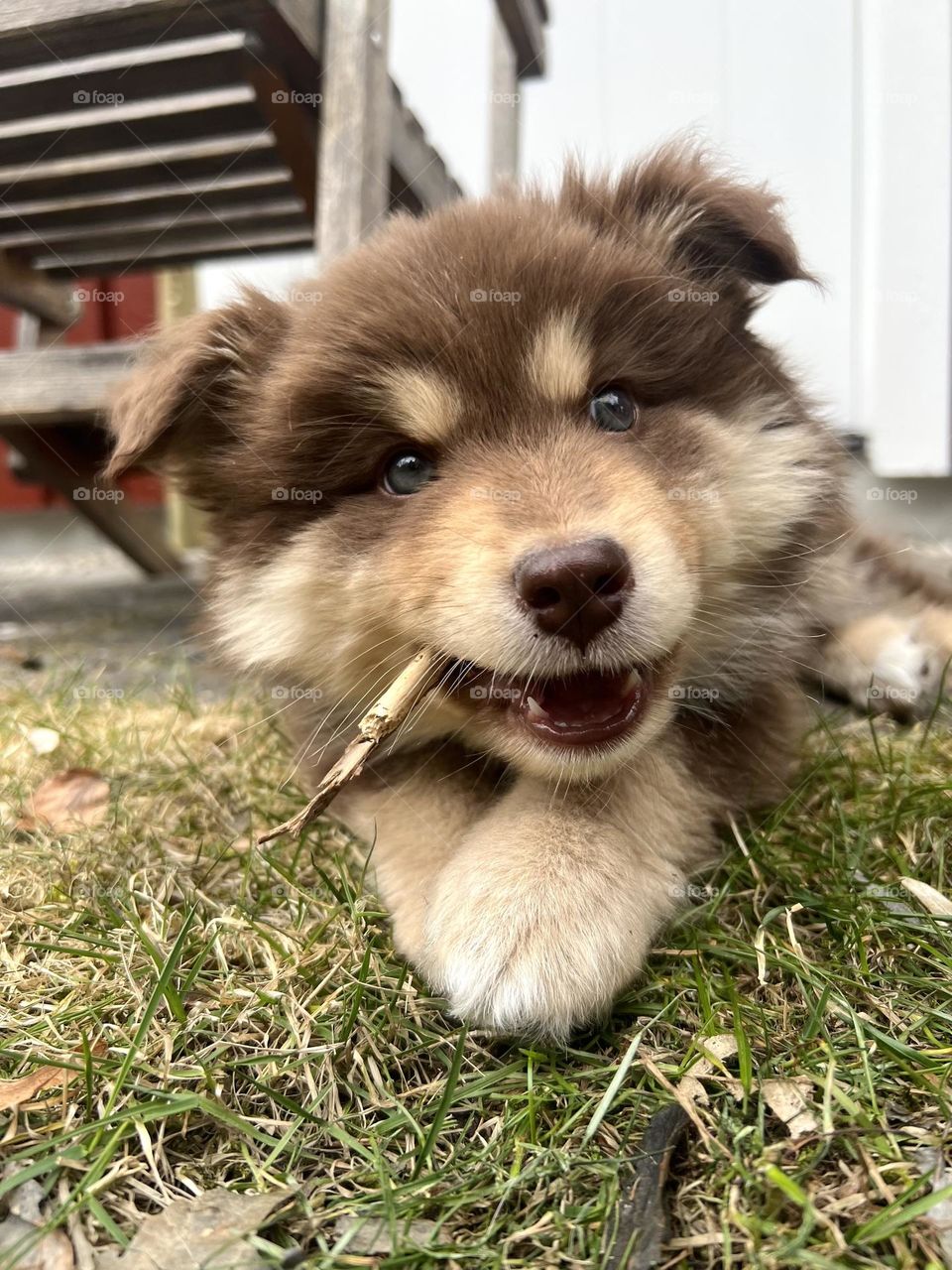 Portrait of a young Finnish Lapphund puppy