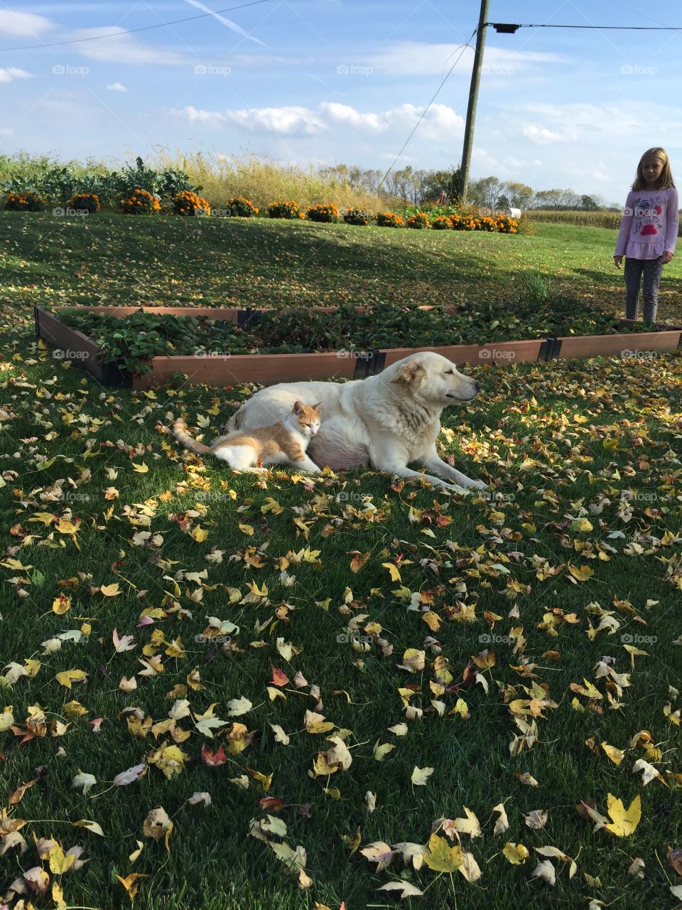 Autumn buddies. Playing in the leaves. The cat really likes the dog, the dog tolerates the cat. 
