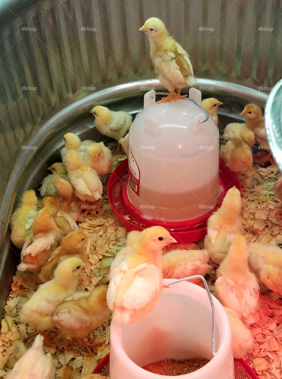 baby chicks for sale