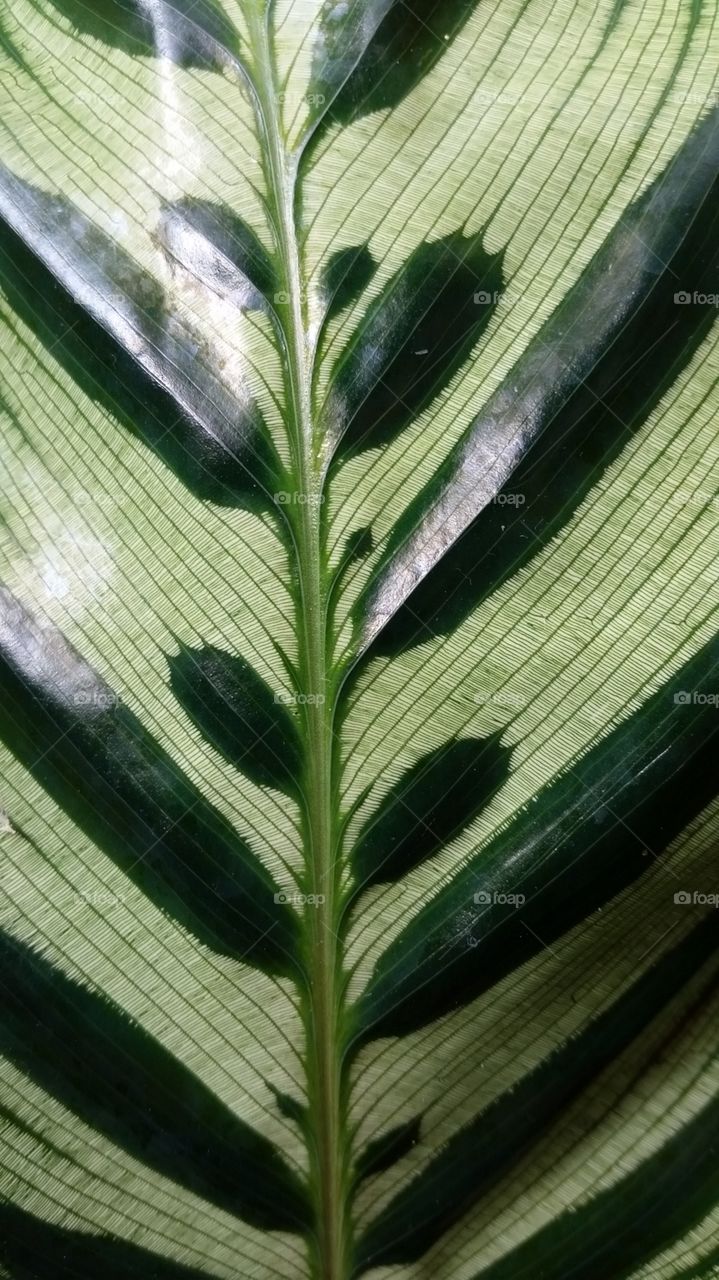 varigated leaf