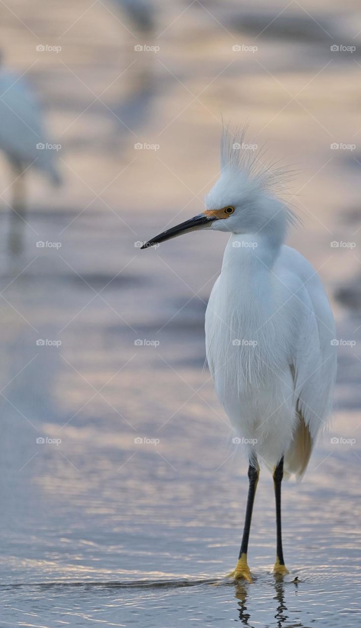 Egret 