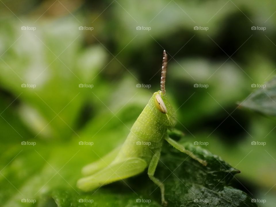 Baby green grasshopper hiding in the leaf