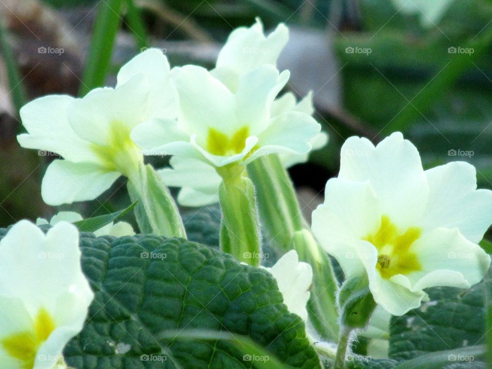Primroses growing in the countryside