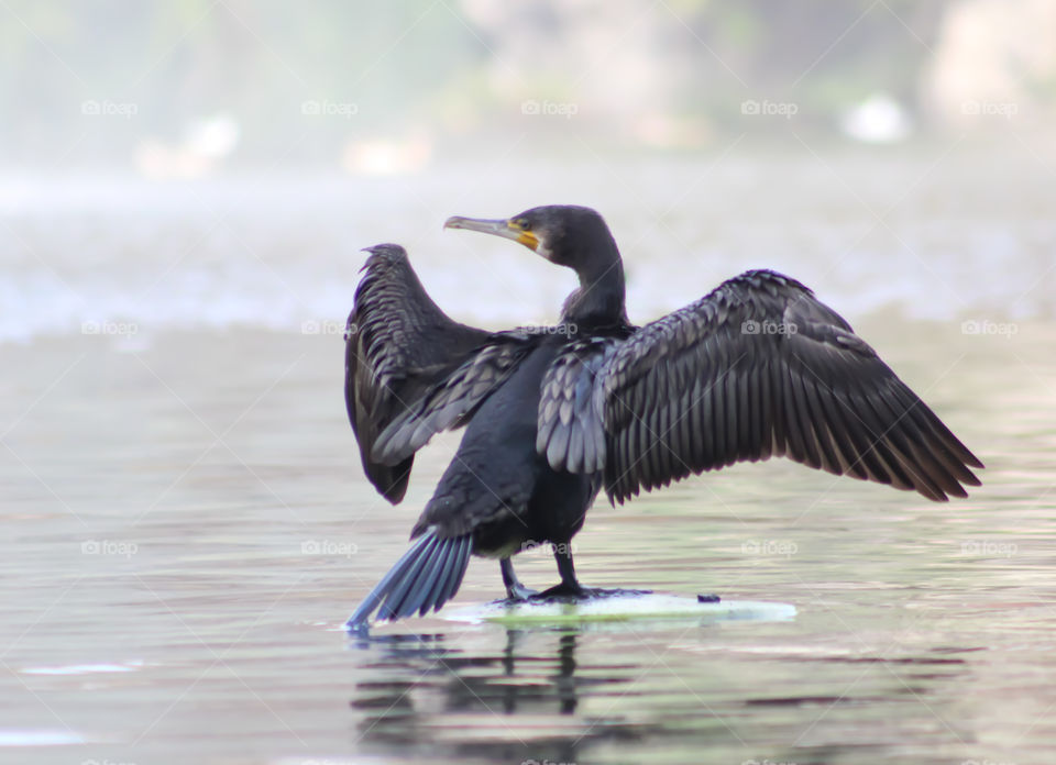 Drying the wings