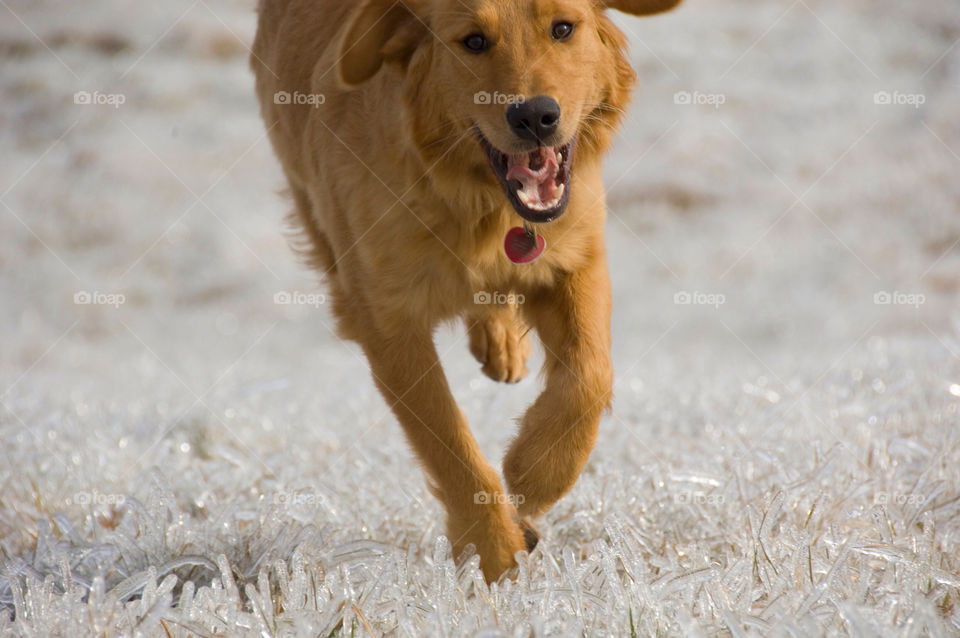 Golden retriever sprinting across place encased grass after an ice