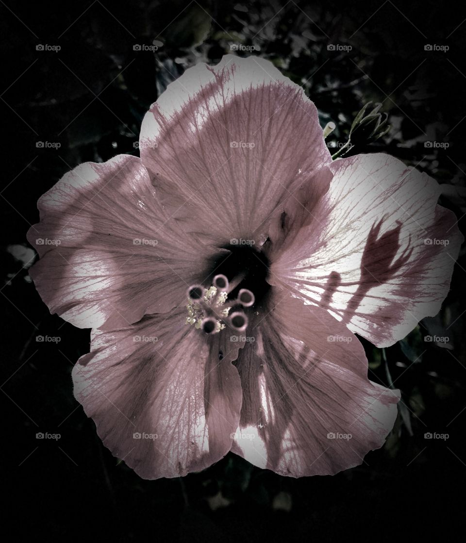 Pastel pink hibiscus  flower blooming in black and white photo. With shadow of flower bud on petals. 
