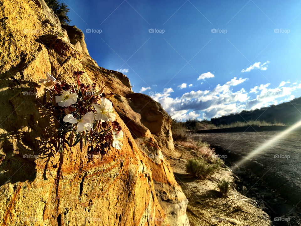 Wild flowers on Cliff