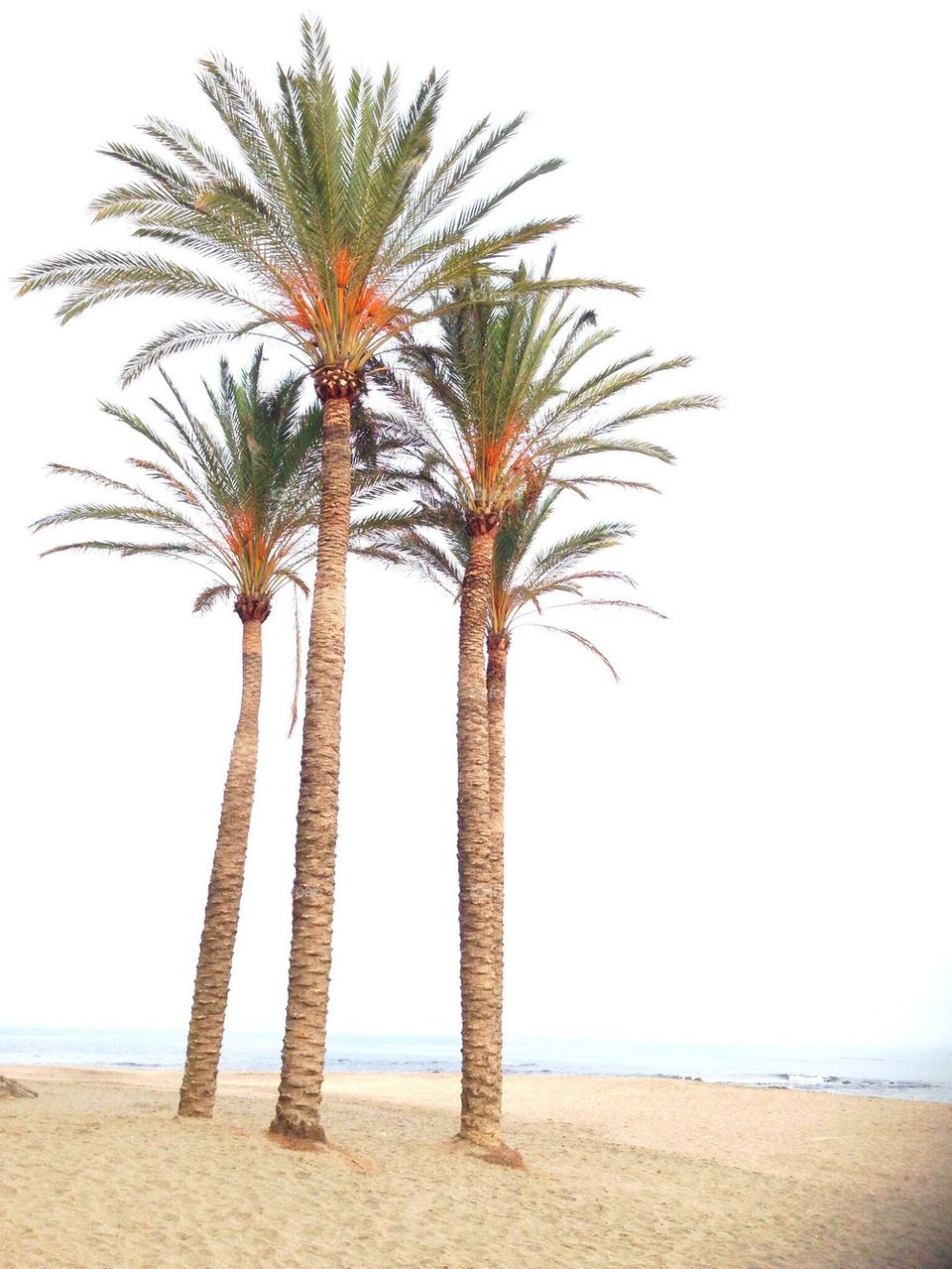 Palm trees