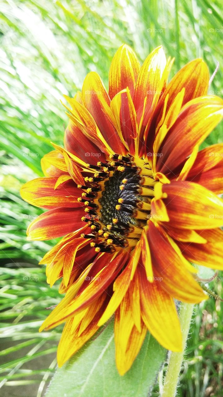 Close-up of sunflower