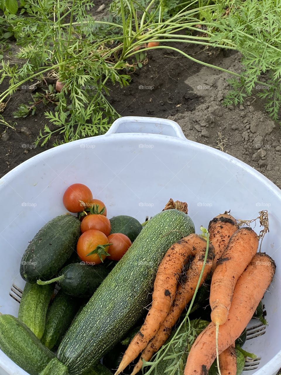 Fresh harvested vegetables in an organic garden 