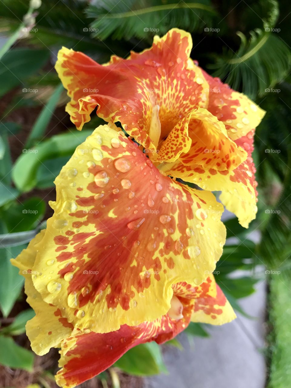 Orange beauty up close 