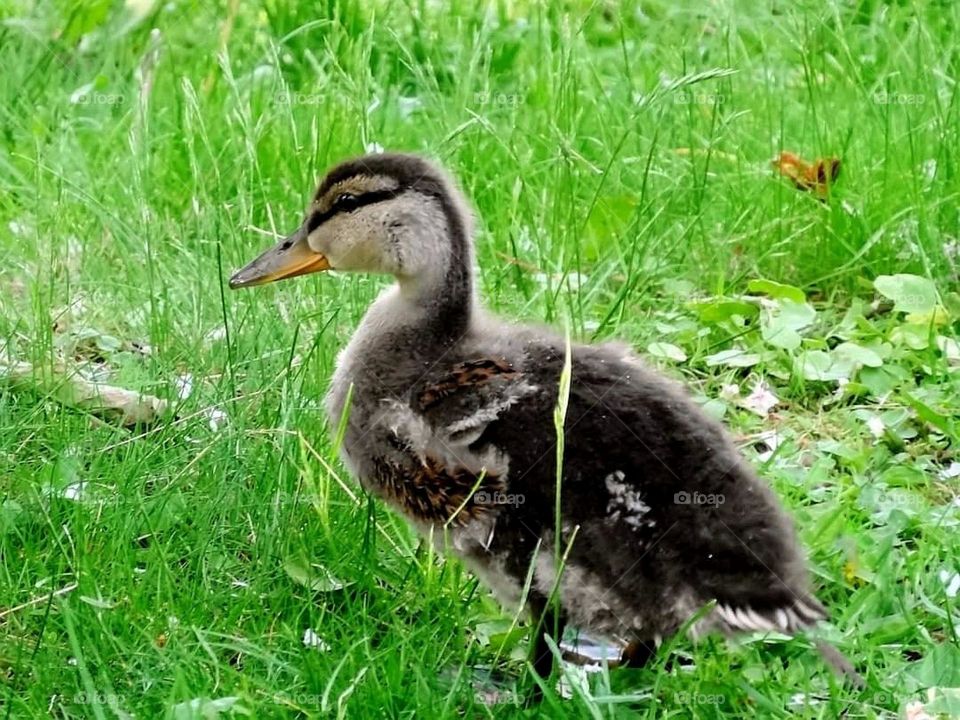 Duckling