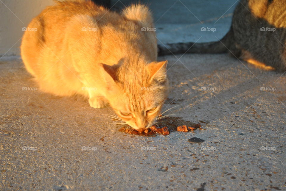 A hungry cat eating