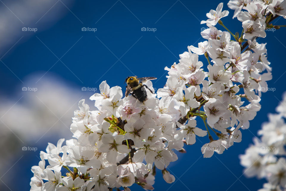 Busy Bee on Cherry Tree