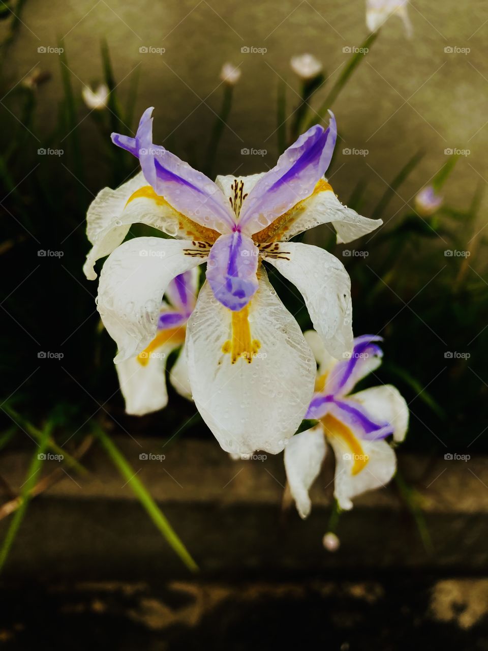 🌹 🇺🇸 Very beautiful flowers to brighten our day.  Live nature and its beauty. Did you like the delicate petals? / 🇧🇷 Flores muito bonitas para alegrar nosso dia. Viva a natureza e sua beleza. Gostaram das pétalas delicadas? 