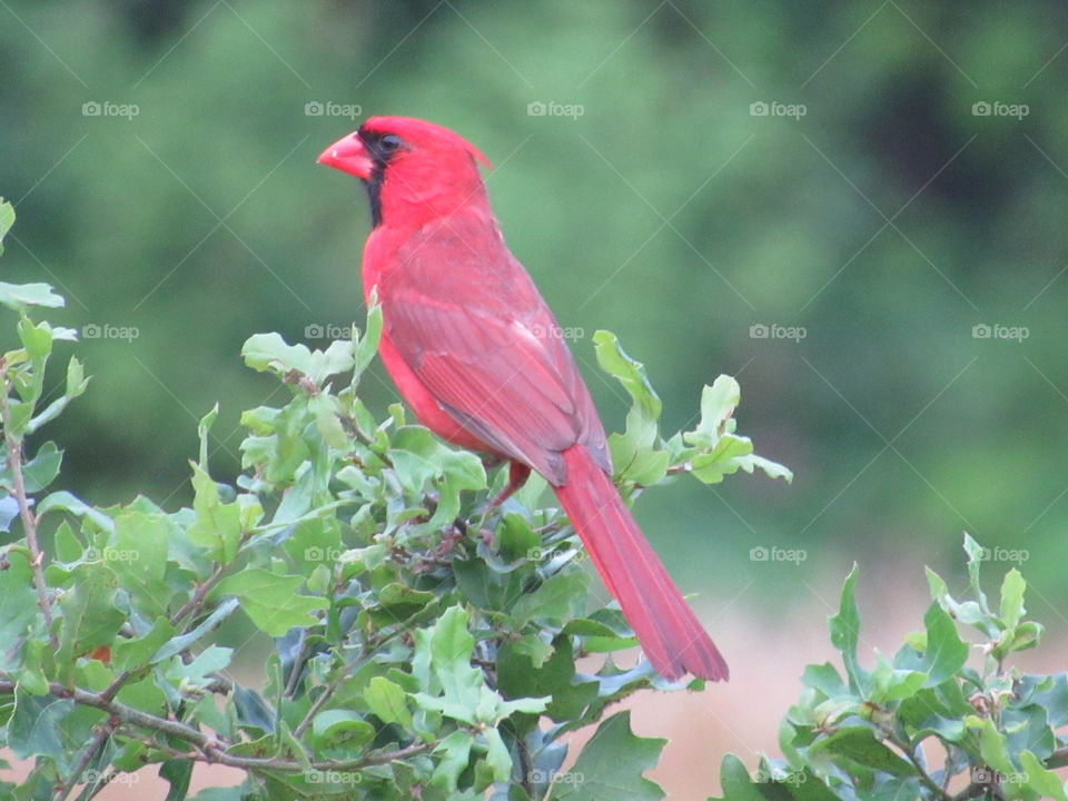 Male Cardinal in an oak tree