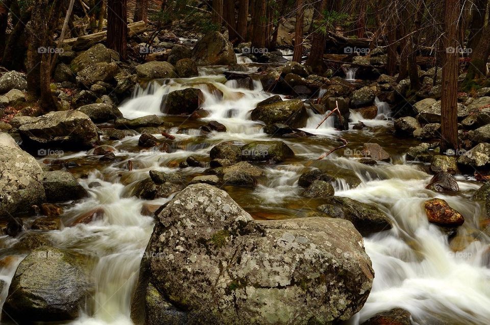 View of stream in forest