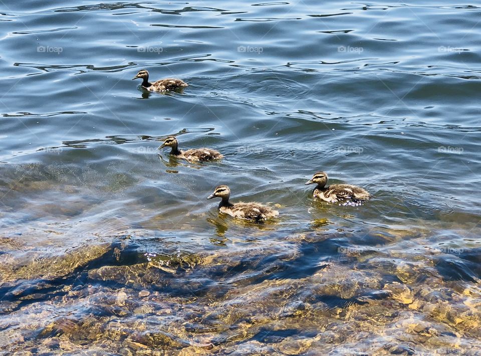 4 Little Ducklings