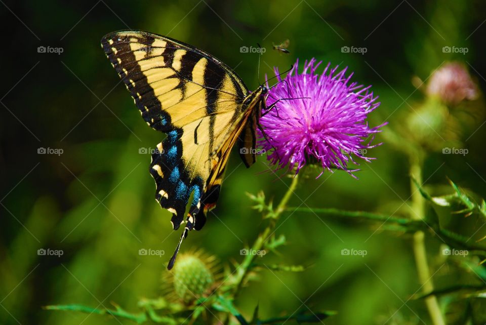 Butterfly on thistle flower