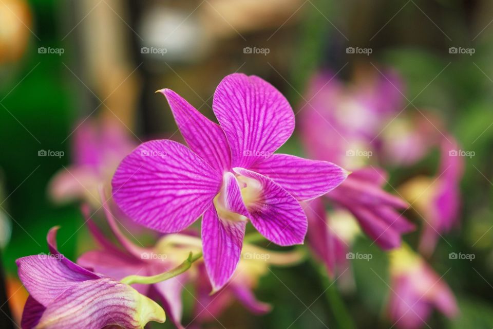 Orchid