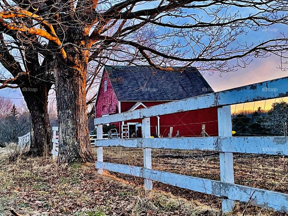 “The Last Light.”  Waning light illuminates a tree on a farm and creates a vibrant sky.