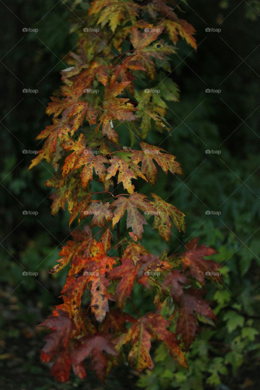 Twirl of changing leaves