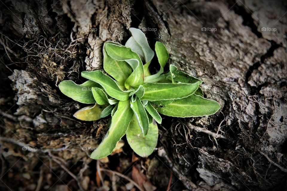 green in a sea of brown.  early growth in winter.