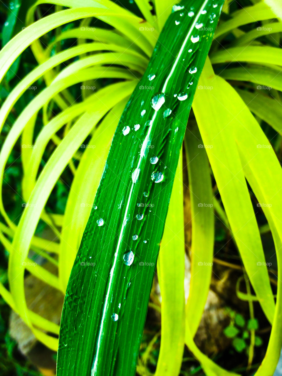 Grass is highlighted with dew be drops resembling diamonds