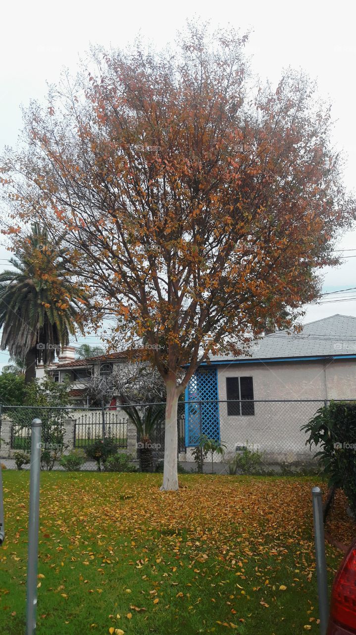 Winter Orange Tree