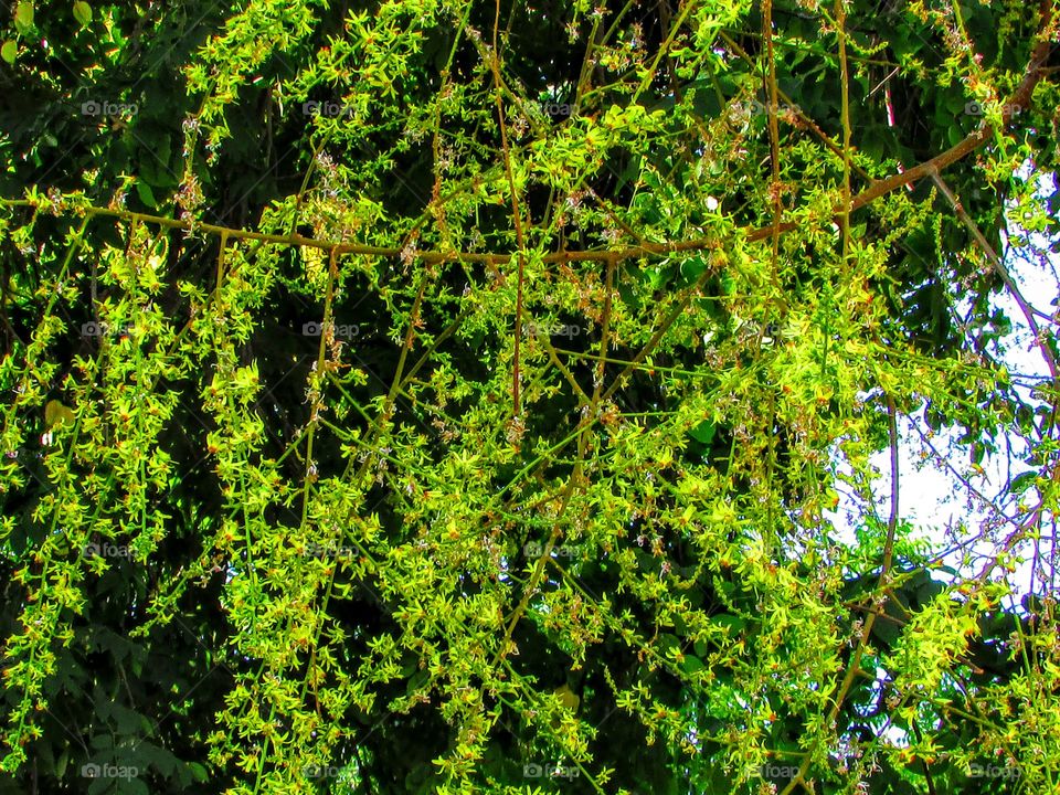 tree flowers hanging from beautiful tree branches