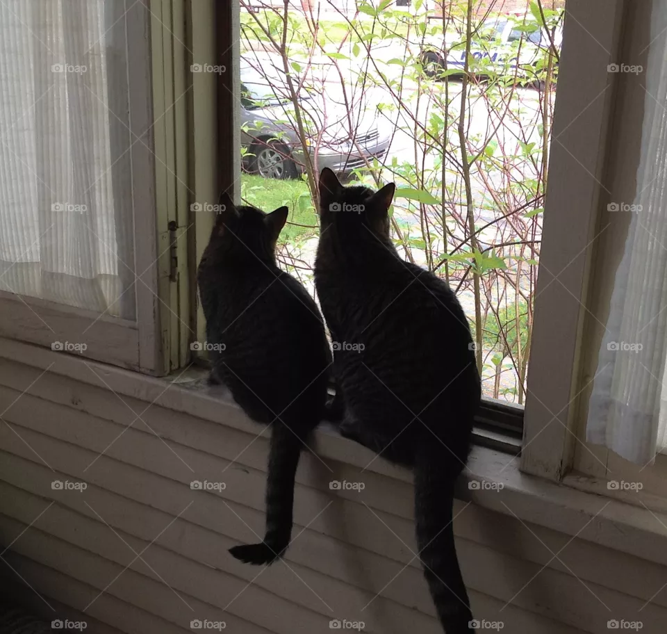 Twins
