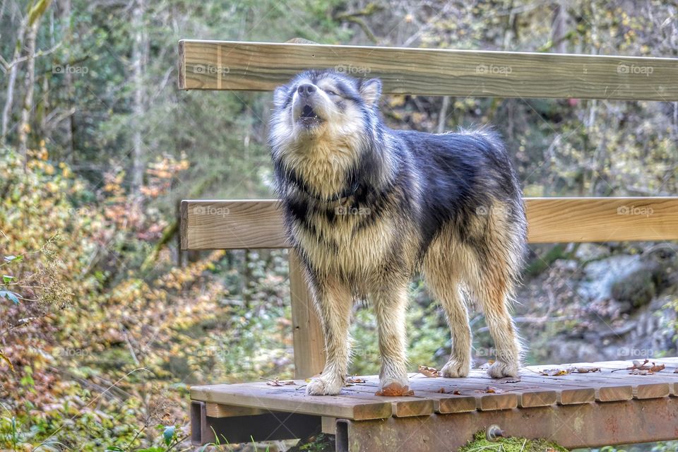 A wolf in the forest