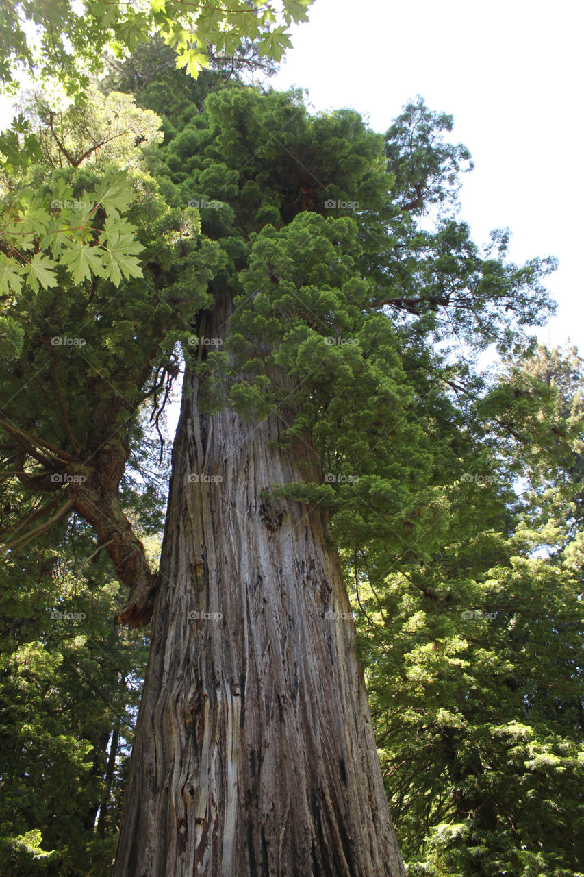 'Big Tree' at Redwood Forest in northern California