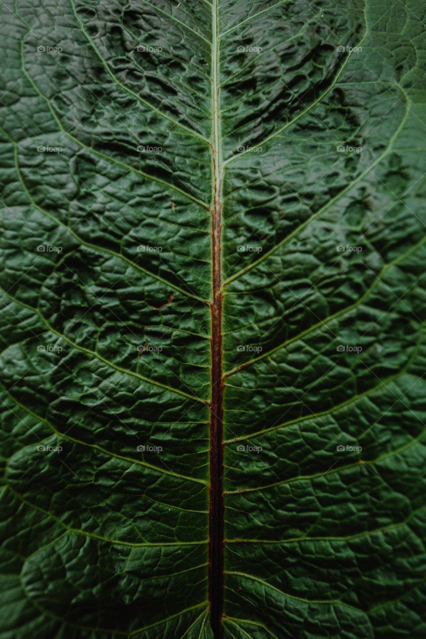 macro photo of green and brown leaf