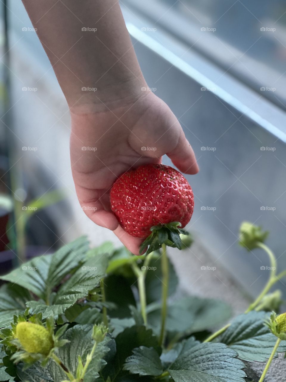 Fragrant strawbery