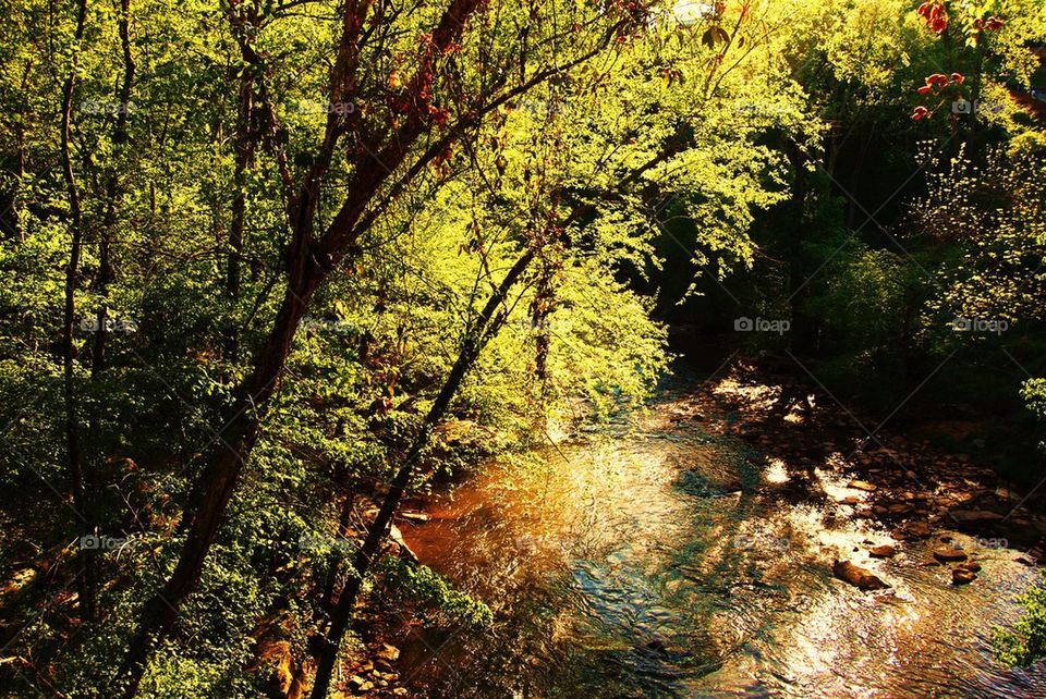 River in the Forest