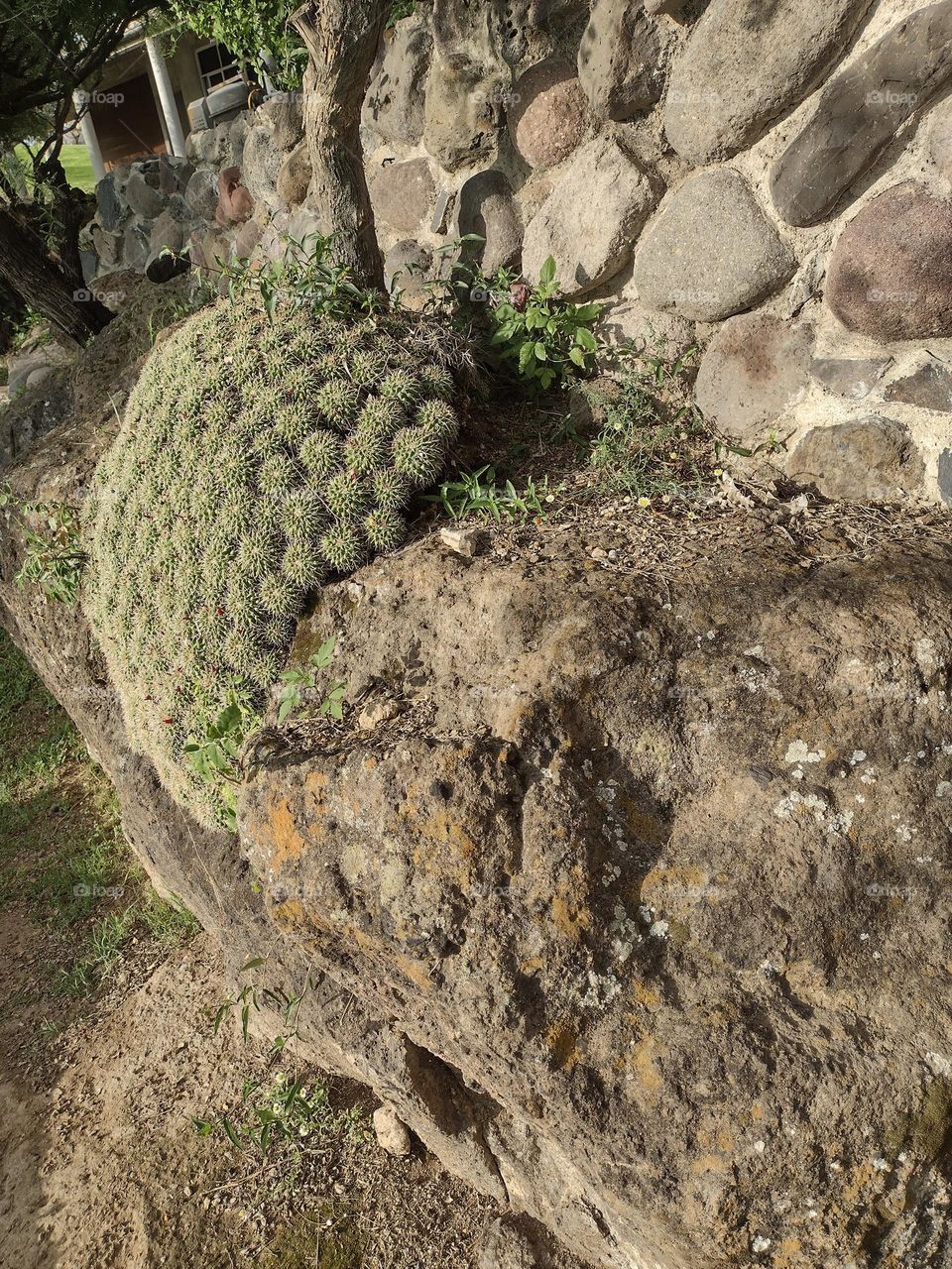 planta entre las rocas