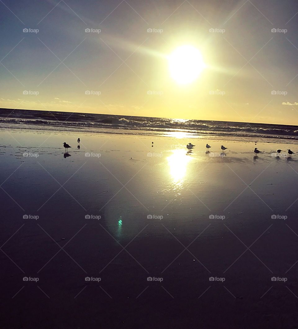 Seagulls on the beach - Amelia Island Florida 