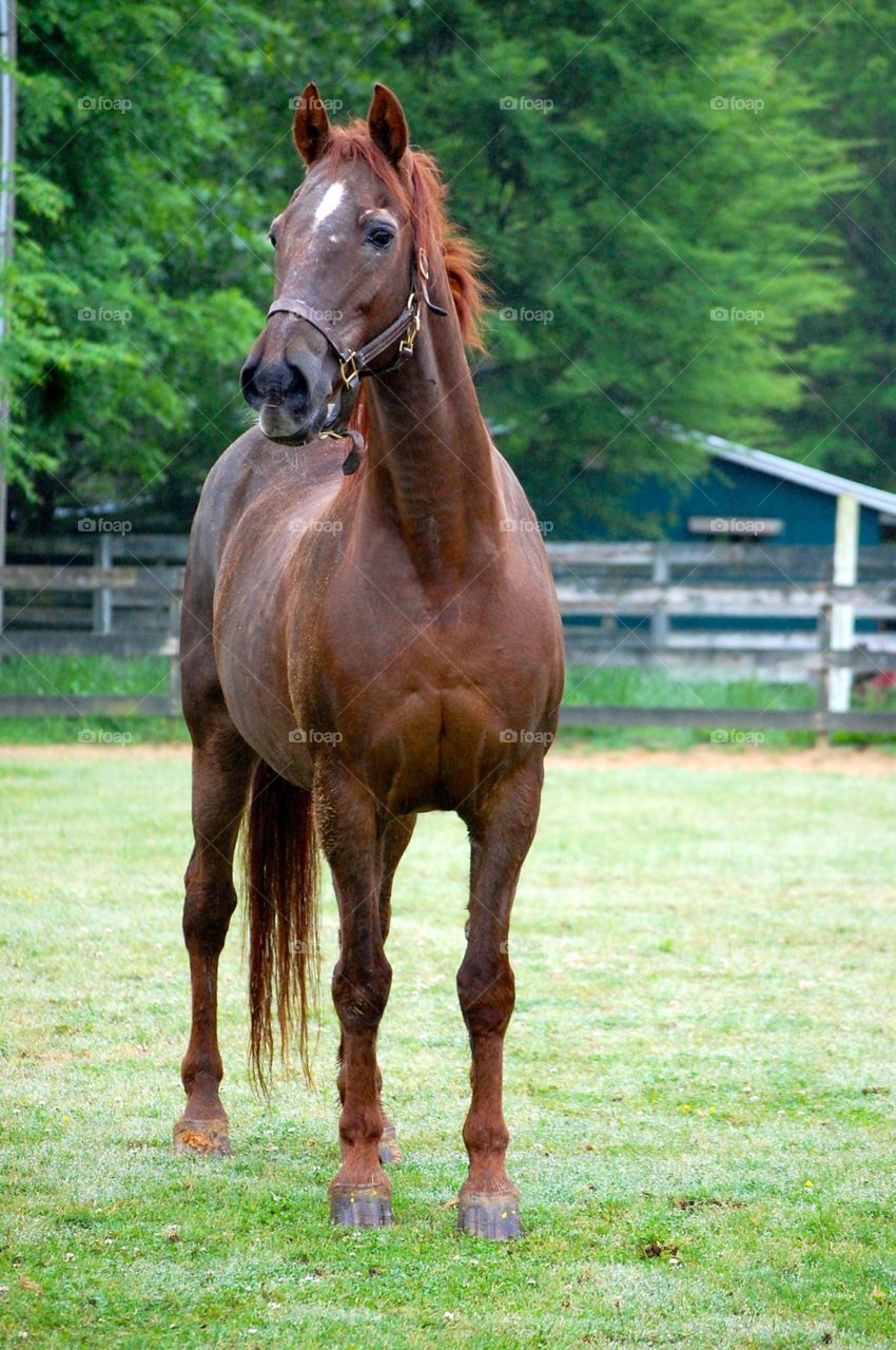 Older saddlebred - Morgan - standing in field with barn in background 