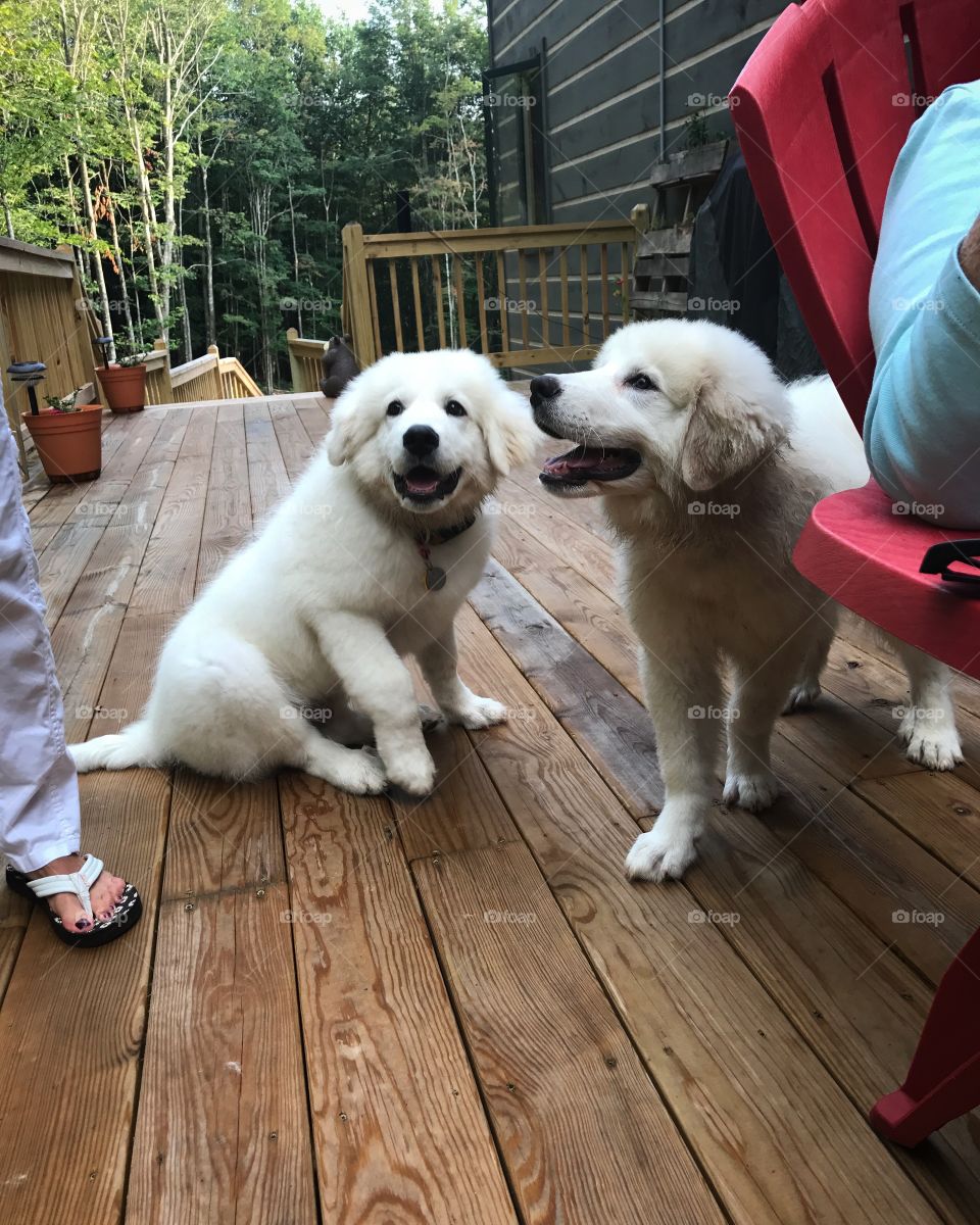 Brother puppies hanging out on the porch