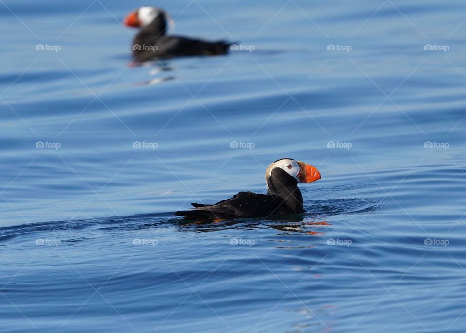 Puffin