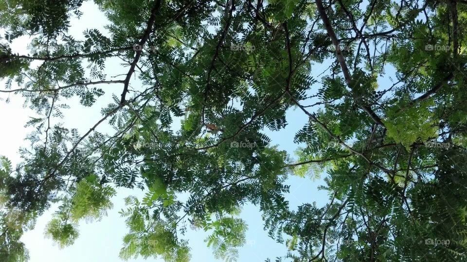 tree branches and sky